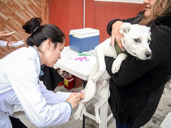 Comienza este domingo en Hidalgo, campaña de vacunación antirrábica