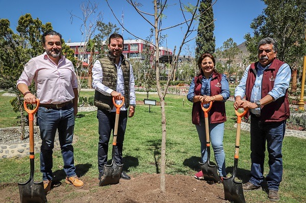 Plantan Árbol de Fuego en jardín de la capital hidalguense