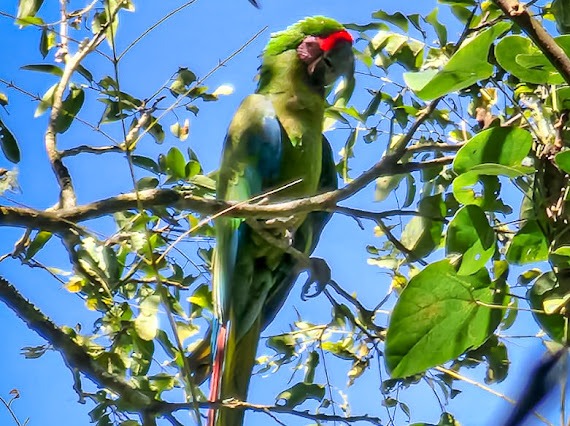 Detectan nuevas parvadas de guacamayas verdes de Hidalgo