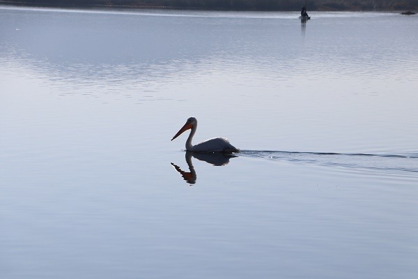 Autoridades exhortan a la población a evitar quema de tule en la Laguna de Tecocomulco