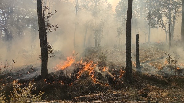 Reportan 28 incendios forestales en lo que va del año en Hidalgo