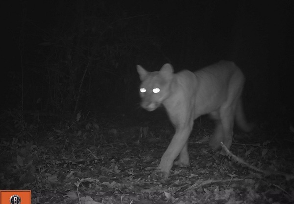 Semarnath y el ayuntamiento de San Bartolo Tutotepec implementaron un monitoreo biológico en la región, detectan más de 10 especies de fauna silvestre
