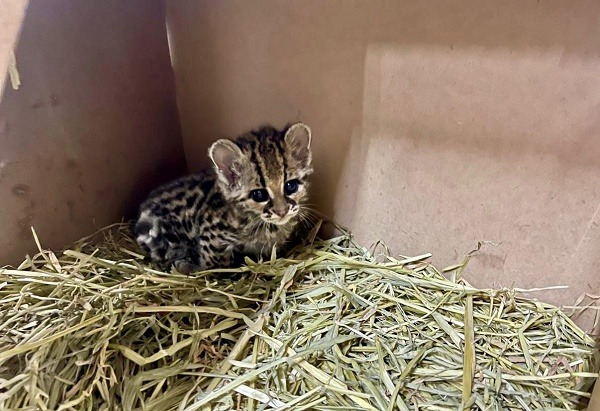 Continúa en observación un tigrillo en la Unidad de Rehabilitación de la Fauna Silvestre en Pachuca