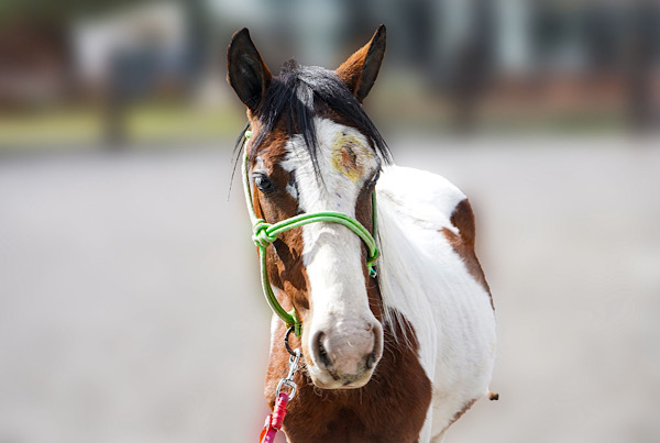 Mejora estado de salud de caballo rescatado en Mineral de la Reforma