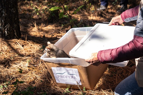 Pachuca libera 26 ejemplares de fauna silvestre en Epazoyucan