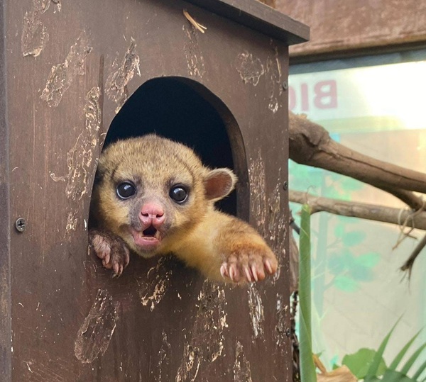 Pachuca contribuye a la conservación de la fauna silvestre con la rehabilitación y liberación de una martucha