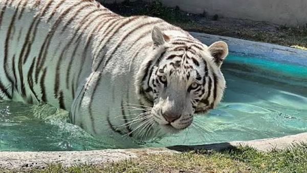 Trágico final para Kenzo: El tigre de bengala muere tras operativo de captura en Edomex