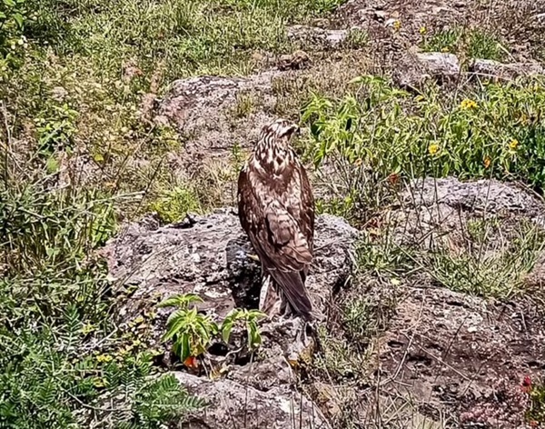 Liberan 32 ejemplares de fauna silvestre rehabilitados en Hidalgo