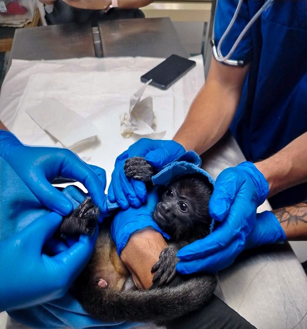 Unidad de Rehabilitación de Fauna de Pachuca recibe ejemplar de mono aullador entregado voluntariamente