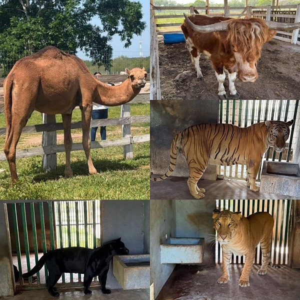Aseguran 135 animales exóticos en un rancho de Tamaulipas durante operativo contra el huachicol; destacan tigres, hienas y un camello