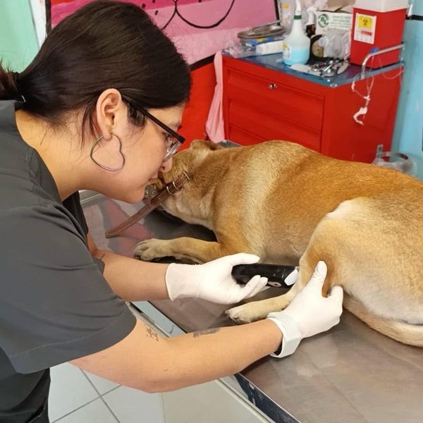 Atienden a dos caninas atropelladas en distintas colonias de Mineral de la Reforma