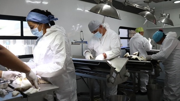 Aplicó SSH más de 2.5 millones de vacunas antirrábicas y realizó cerca de 140 mil esterilizaciones