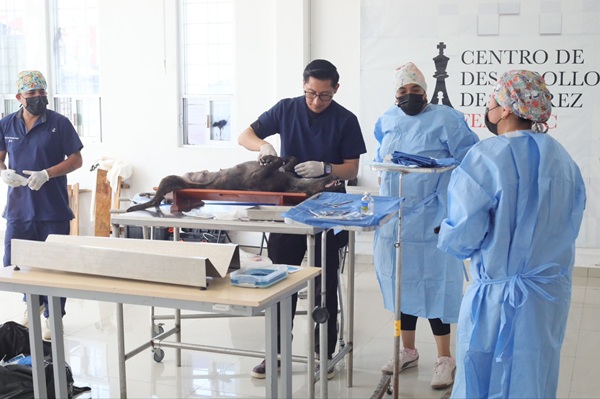 Con resultados, Mineral de la Reforma fortalece su política de bienestar animal
