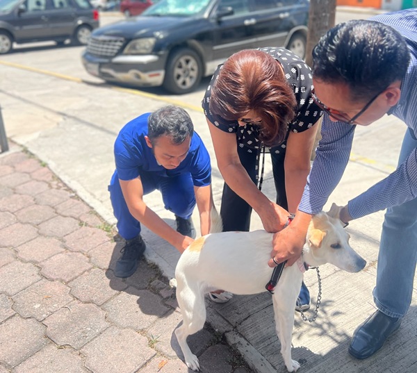 En Hidalgo se inmunizará a más de 202 mil perros y gatos