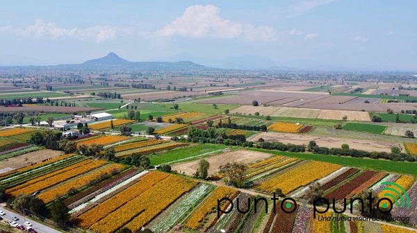 Floricultores de Doxey cultivan más de 40 hectáreas para el Día de Muertos